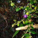 IMG_20190821_111023099-1